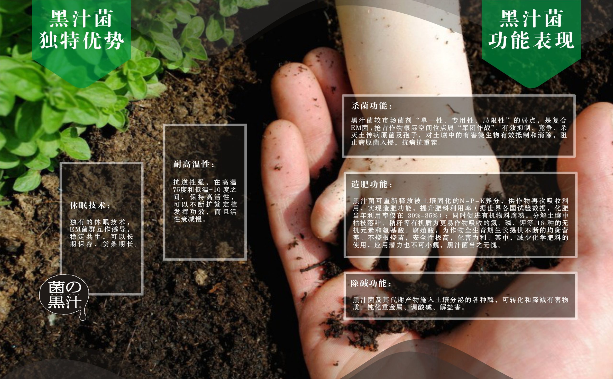 关于黑汁菌